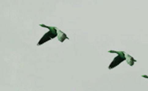 �Ҽҵ�С��Ȥ�¶��꼶����