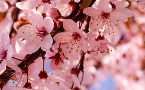 二年级写樱花作文精选4篇