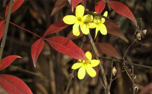 ����ӭ�������ִ�ʫ��