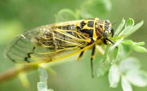 ��д����׽֪�˵ĺþ�ö�