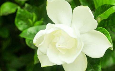 《栀子花开》观后感范文