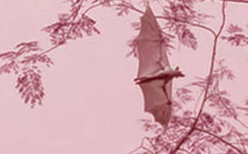 人教版四年级下《蝙蝠和雷达》分课时教学设计