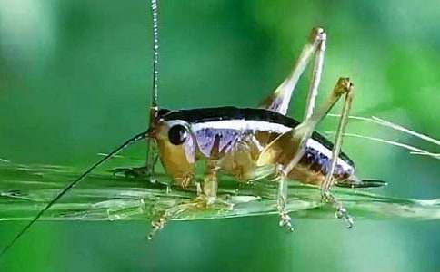 《蟋蟀的住宅》阅读练习及答案