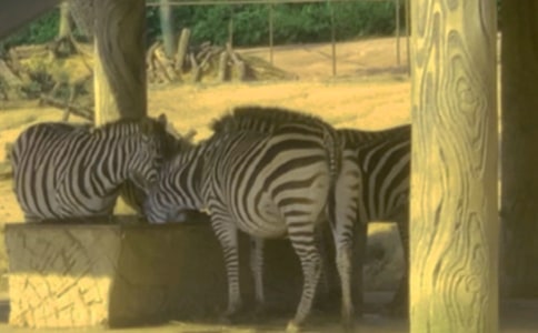 �ۡ������ܶ�Ա���из���