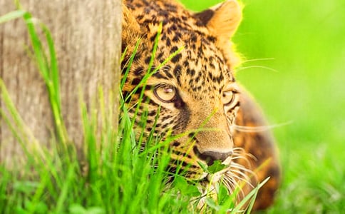 ���μ�������ʲô��˼