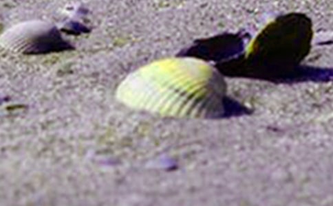 �μ��̱�����ʲô��˼