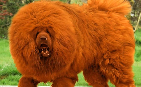 ѩ�ز������з���