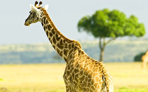 长颈鹿简笔画步骤图