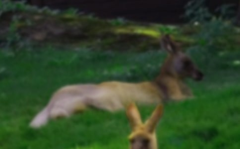 红袋鼠宝宝的“魔法”