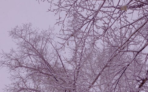 冬日,那响彻云霄的鸽哨声优美散文