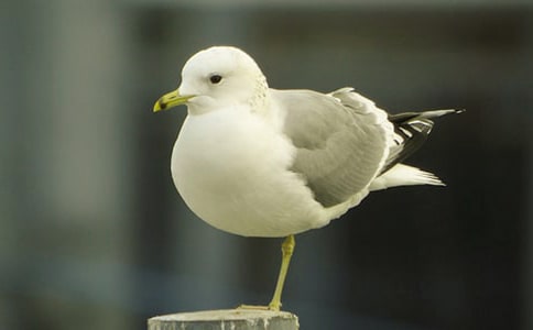 ���캣ŸСѧ���ģ���ѡ19ƪ��