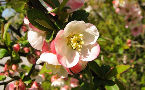 臭海棠花作文(精选24篇)