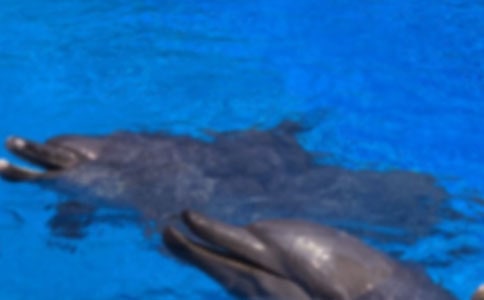 猴子与海豚的故事