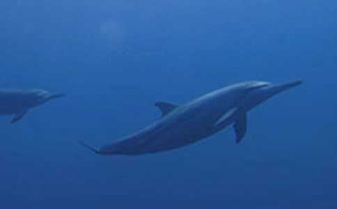 ���ں�������ģ���ѡ49ƪ��