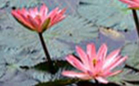 描写荷花的古诗精选