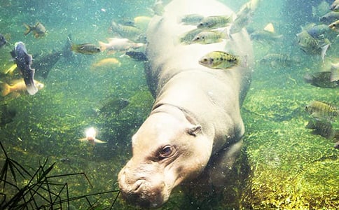 经典睡前故事:挑食的小河马