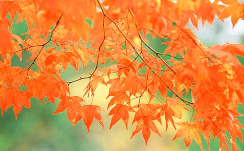 ��ɽ�ͺ�Ҷ���ģ���ѡ23ƪ��