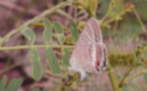 ����ȪСѧ����ԭ��