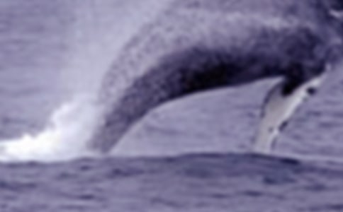 �μ�������ʲô��˼