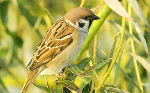 麻雀作文(通用22篇)