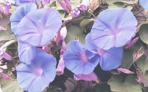 ������ǣţ���۲��ռǣ���ѡ27ƪ��