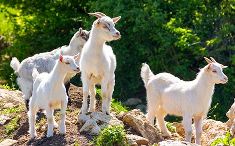 ��ɽ��������ͯ������