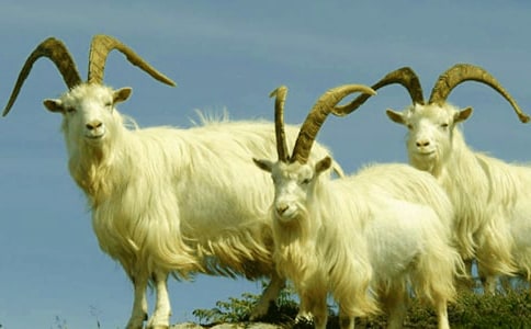 Сɽ�����ľ��