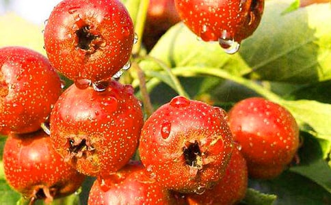 《山楂树之恋》爱情台词精选