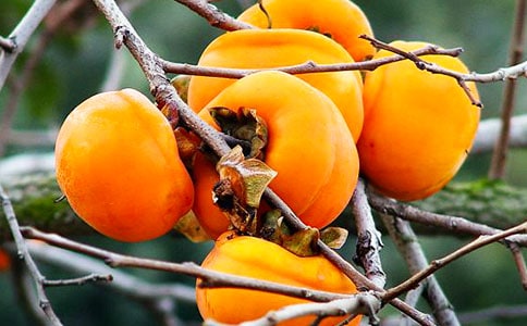 我爱故乡的柿子作文(精选29篇)