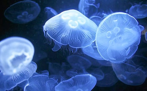 Ϊʲôˮĸ�����