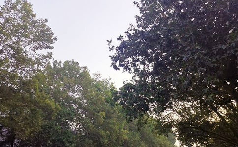 ����Ψ���簲����290��