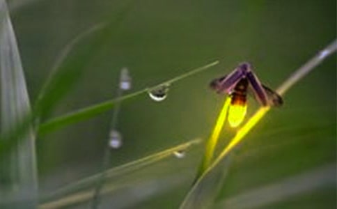 ��ҹ��ө�����ǳ�����ģ���ѡ34ƪ��