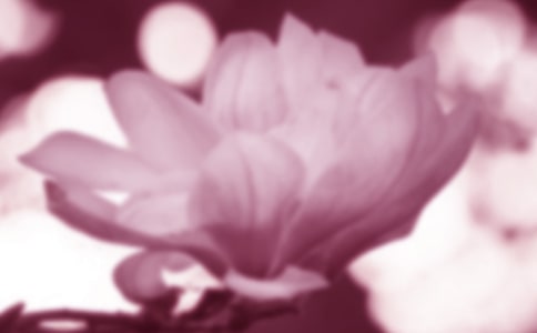 玉兰花观察日记(通用17篇)