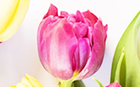 【热门】三年级郁金香观察日记范文15篇