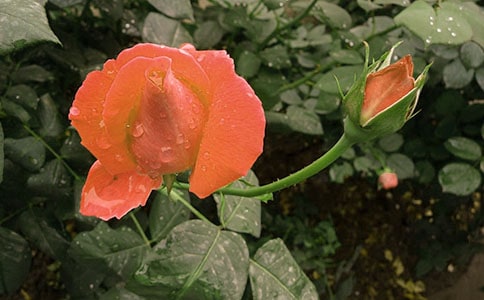 精选形容月季花的句子180句