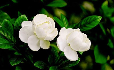 ����Ʒ�������꼶����300�֣�19ƪ��