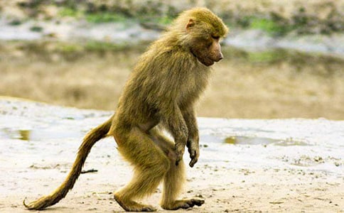 �����ĵȼ����