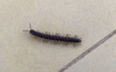 梦见蜈蚣爬到身上的寓意