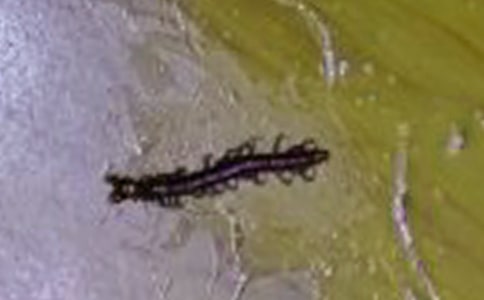 �������ģ���ѡ25ƪ��