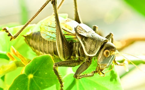 骄傲的蟋蟀作文