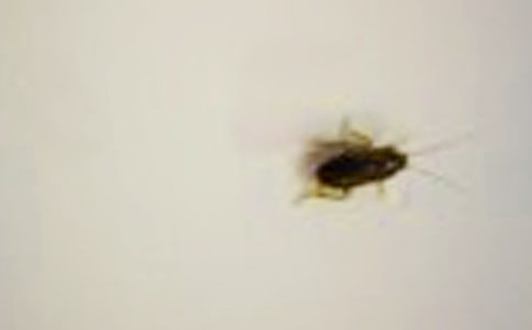 孕妇梦见蟑螂预示