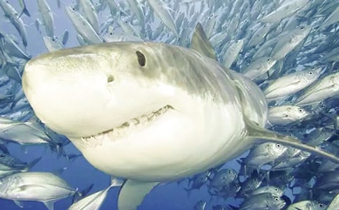 ����˵���ģ�ͨ��30ƪ��