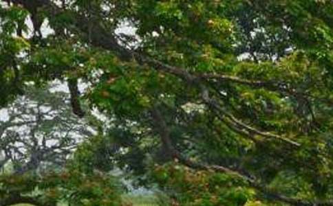 ���꼶���ġ���������ѧ���