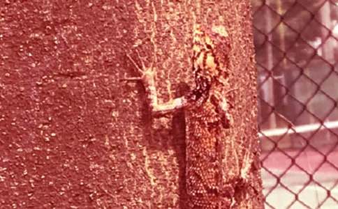 ��С�ڻ���β�͡���ѧ���