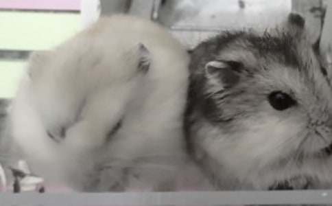 小学五年级作文:可爱的小仓鼠