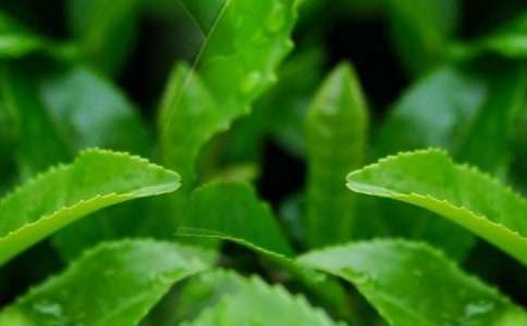 ��Ҷ����������