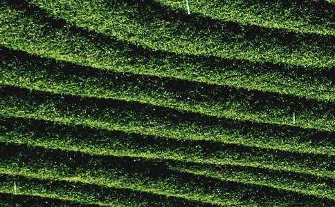 ��Ҷ���������ͨ��9ƪ