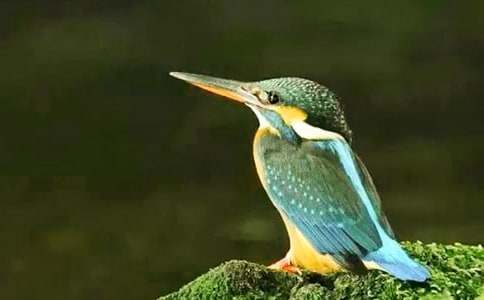 �˽��¿α����£������񡷽�ѧƬ�μ���˼