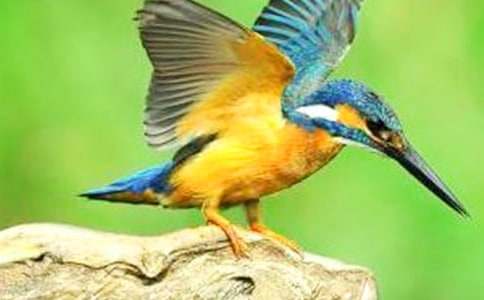 Сѧ���꼶���Ľ̰���������