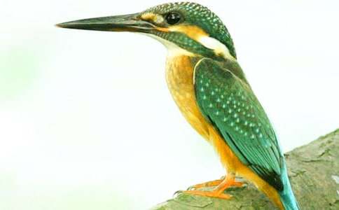 三年级语文下册《翠鸟》优秀教案